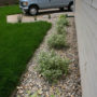 mosher-landscaping-residential-bushes